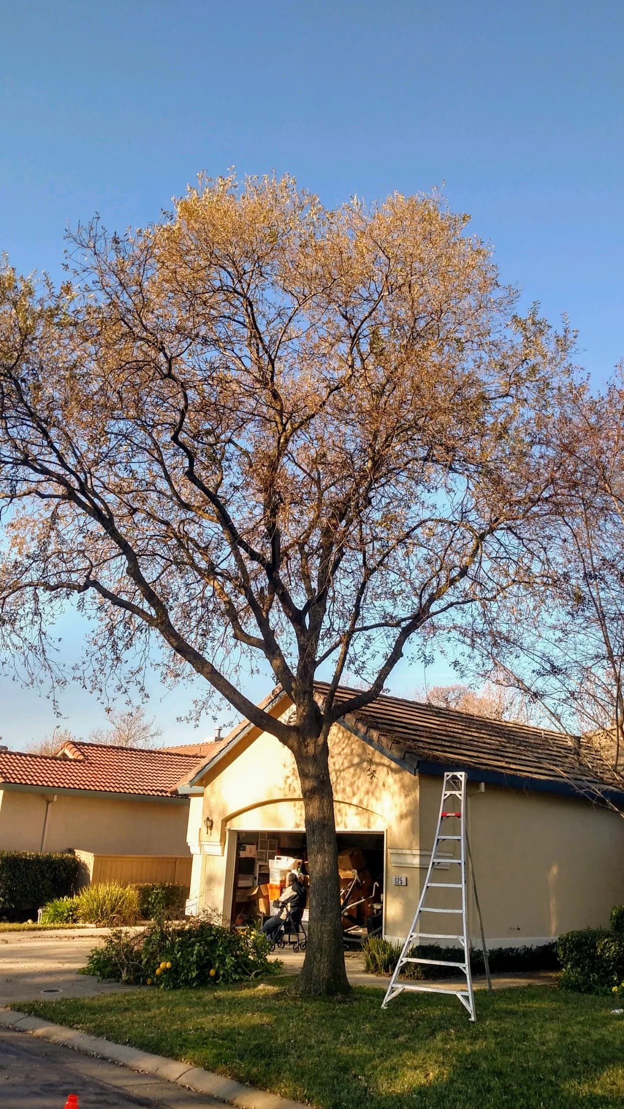 Satisfied customer reviews for Capital Tree Service