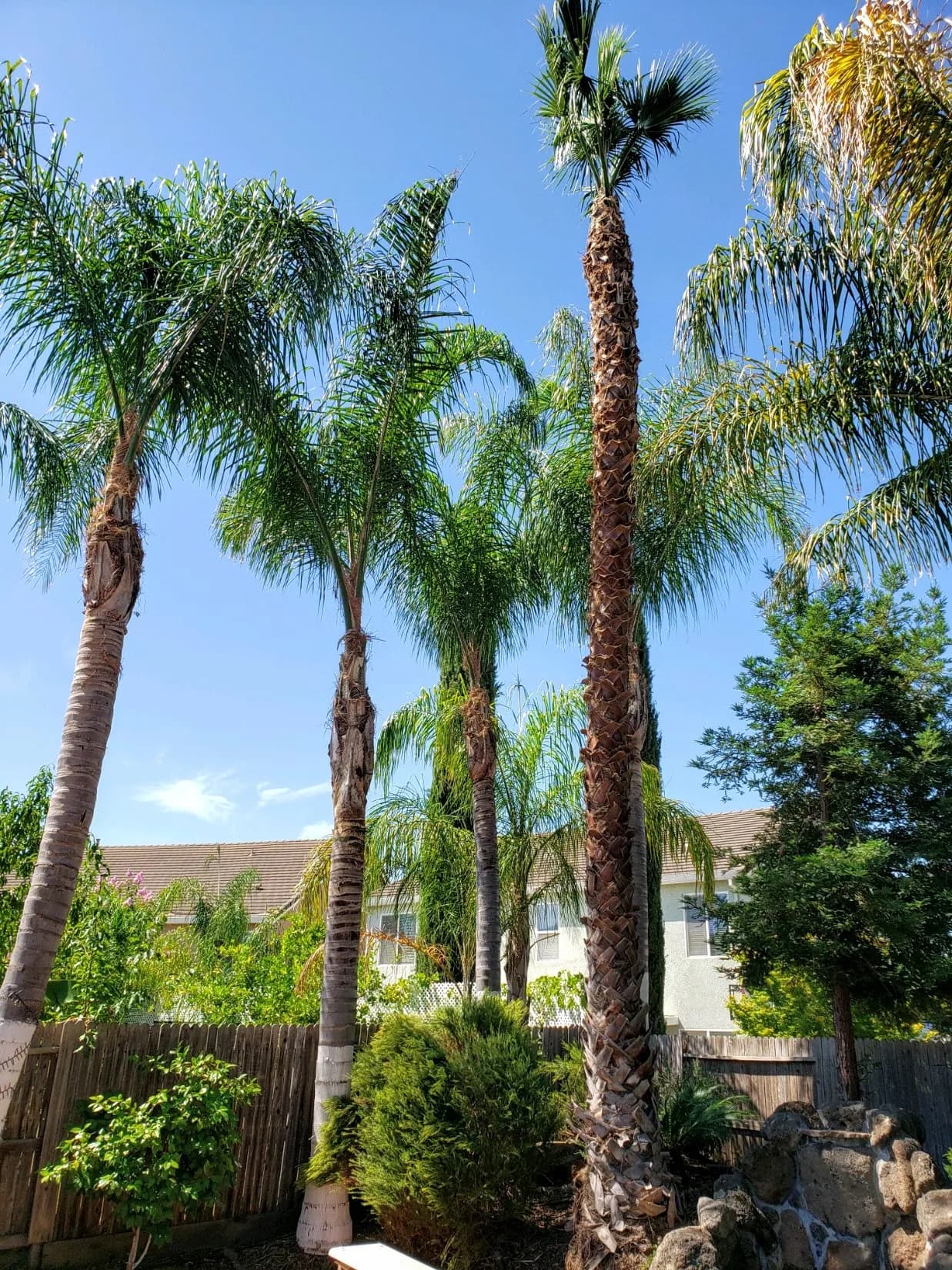 Defensible Space Clearing - Capital Tree Service