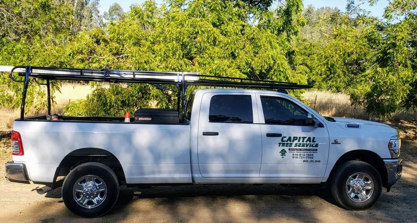 Tree service project in Elk Grove