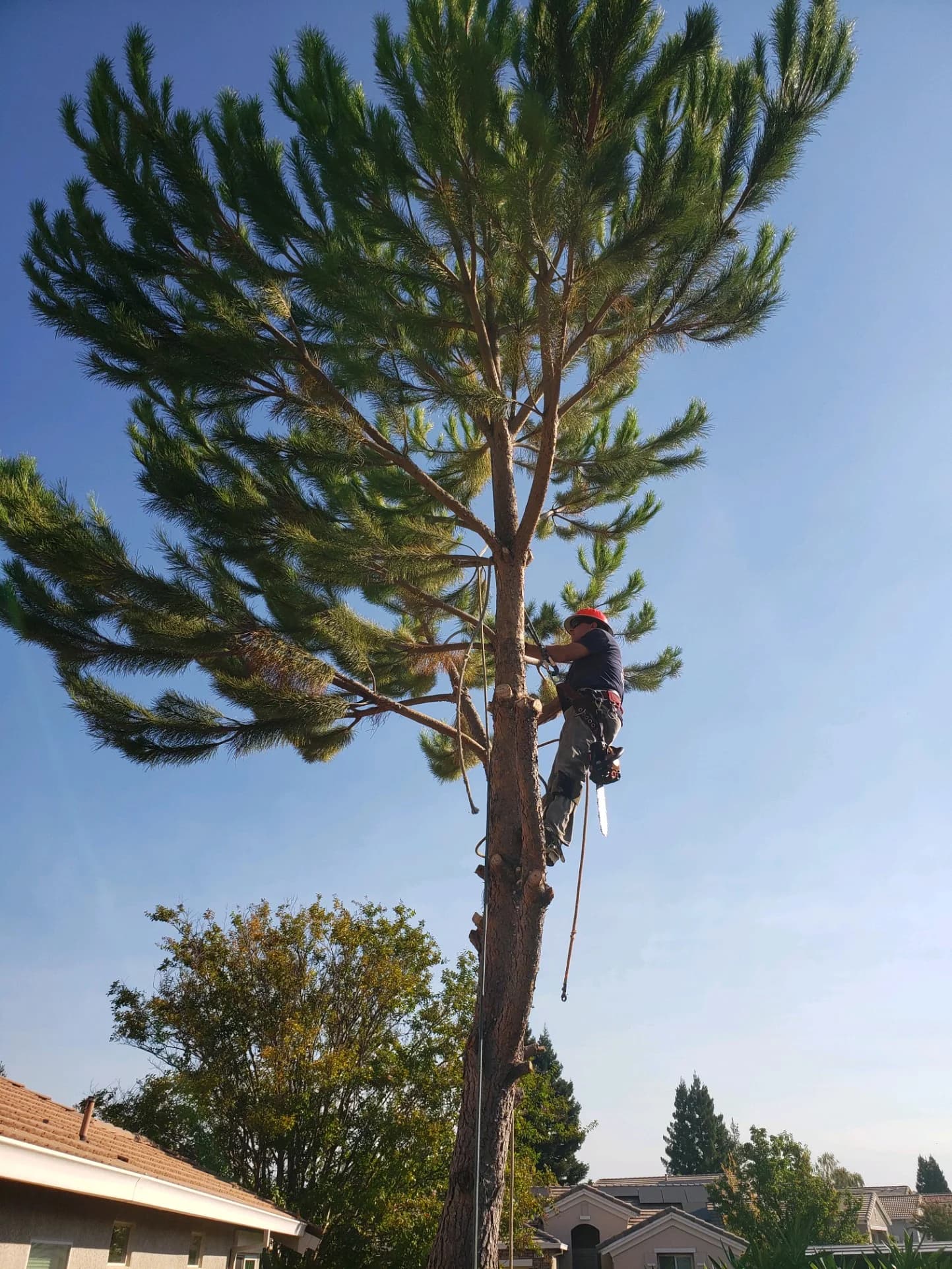 Tree services in North Auburn, Placer County