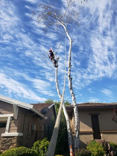 Tree services in Antelope, Sacramento County