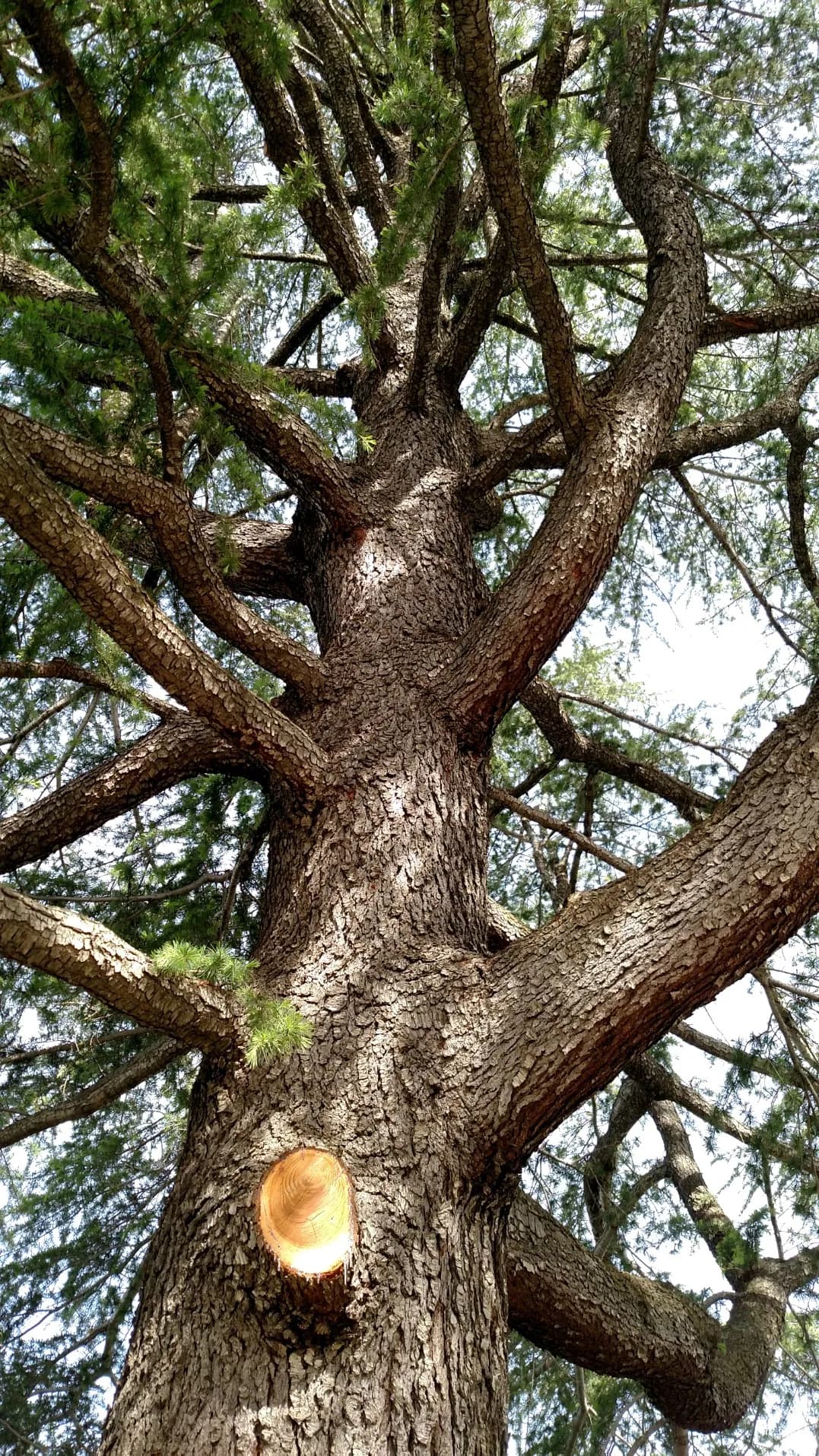 Disease & Pest Treatment - Capital Tree Service