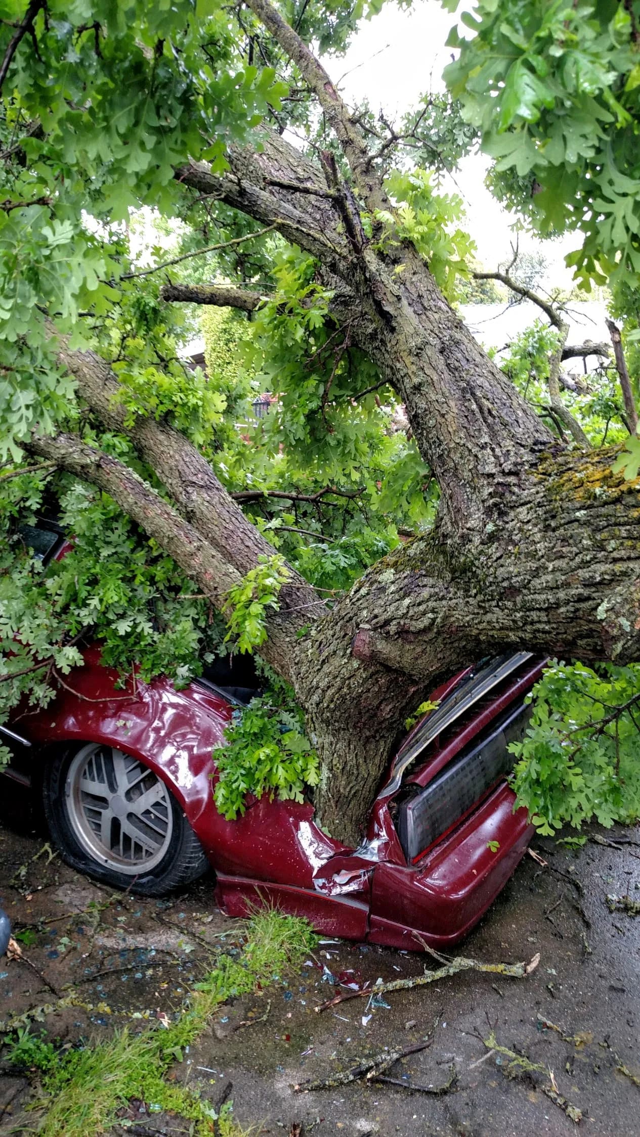Tree Trimming & Pruning project example 3