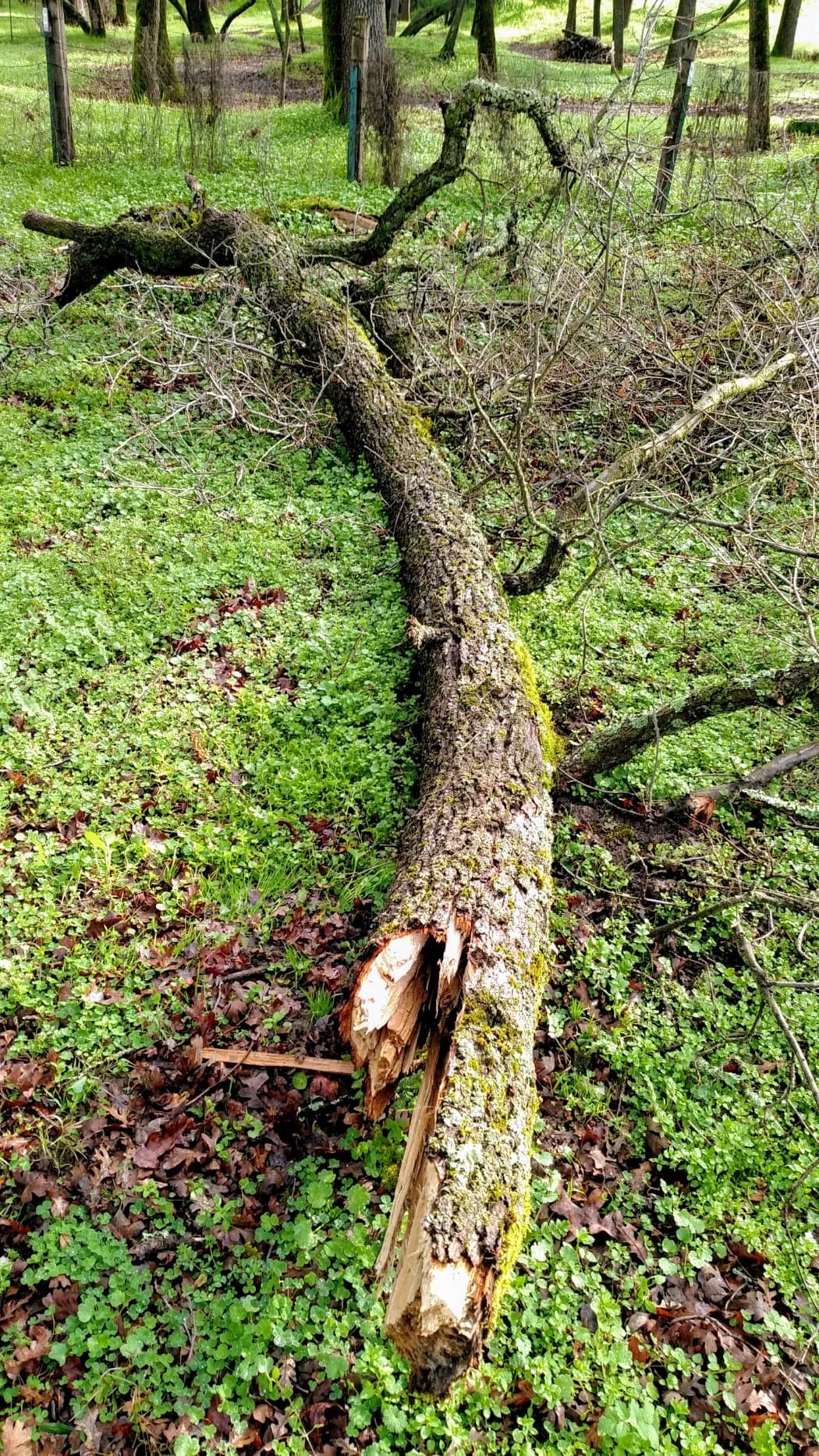 Tree Removal project example 3