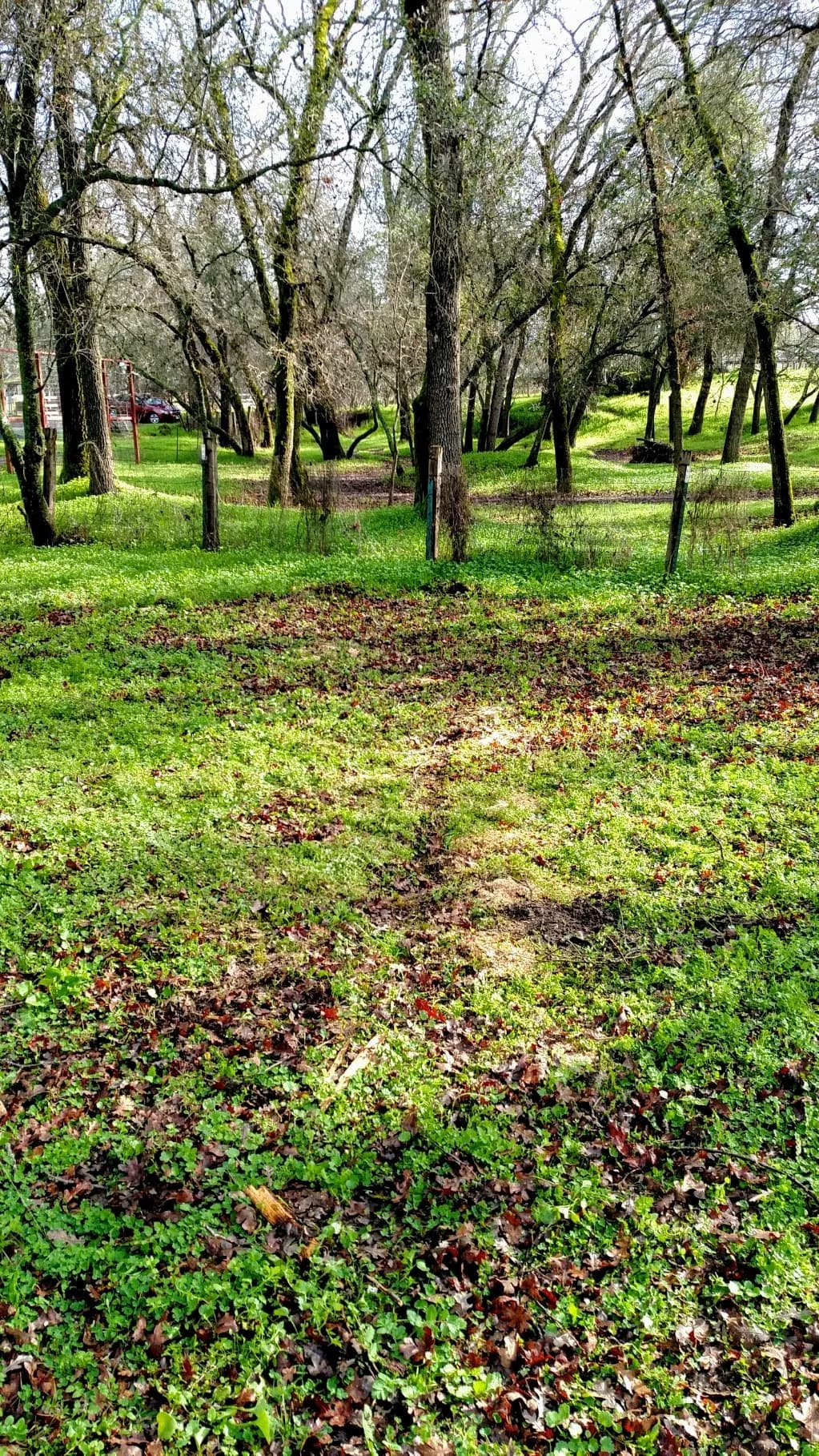 Tree service project in Elk Grove