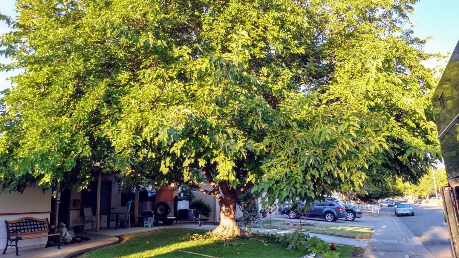 Tree service project in Antelope