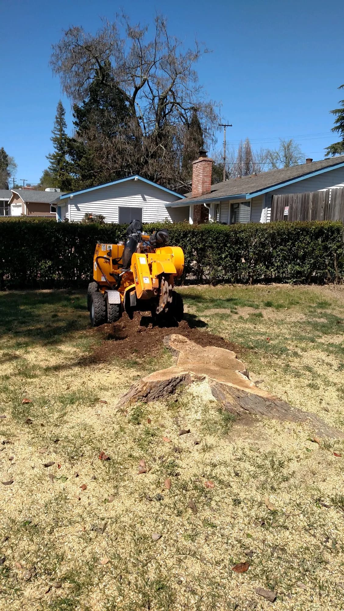 Tree Removal project example 3