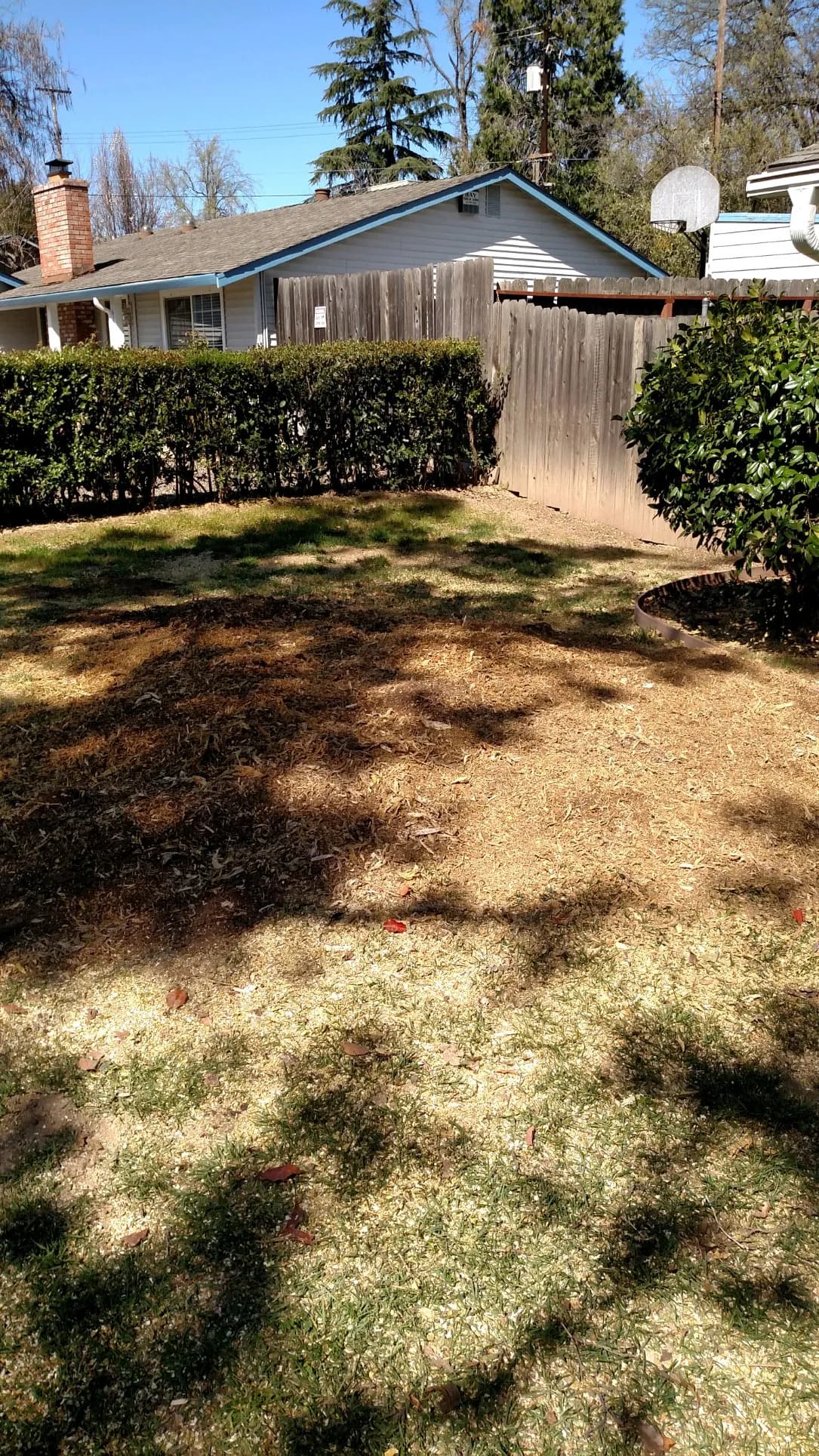 Tree services in Wheatland, Yuba County