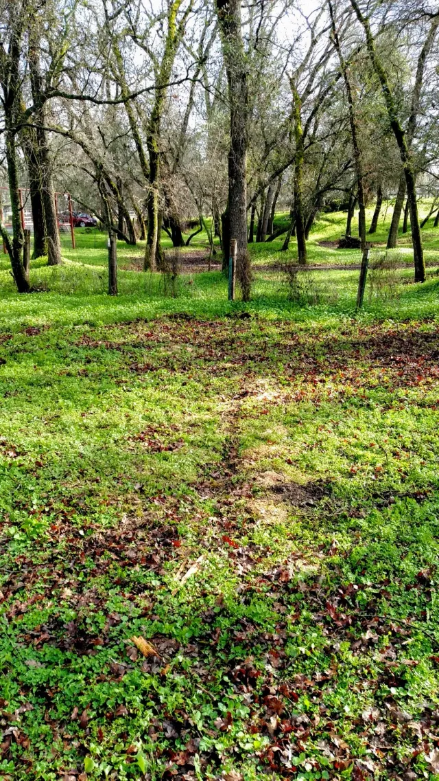 Defensible Space Clearing - Capital Tree Service